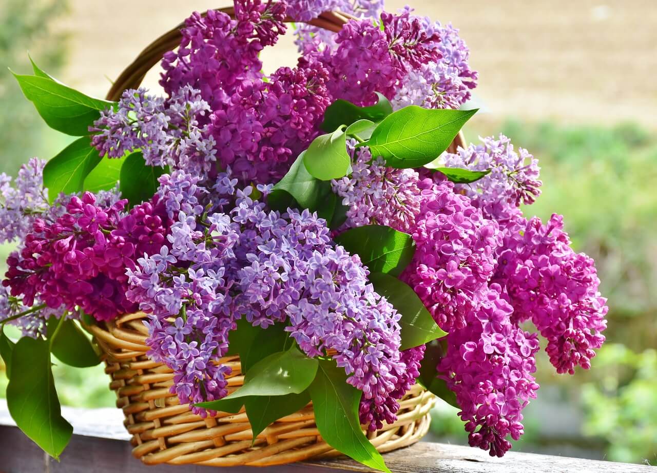 True Lilac Scented Candle - Hand-Poured in Ottawa - Eco-Friendly Soy Wax.