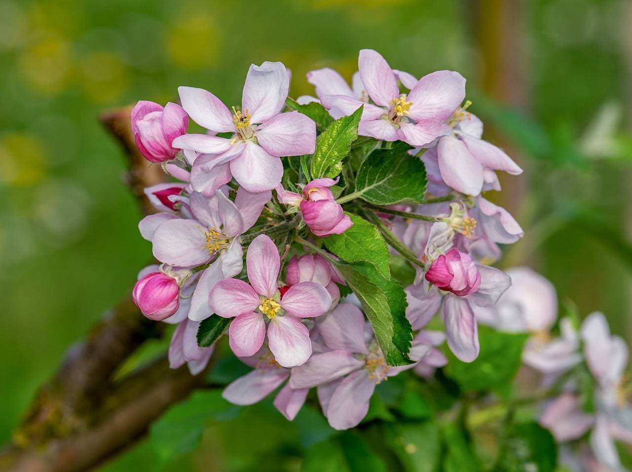 Apple Blossom Scented Candle - Hand-Poured in Ottawa - Eco-Friendly Soy Wax.
