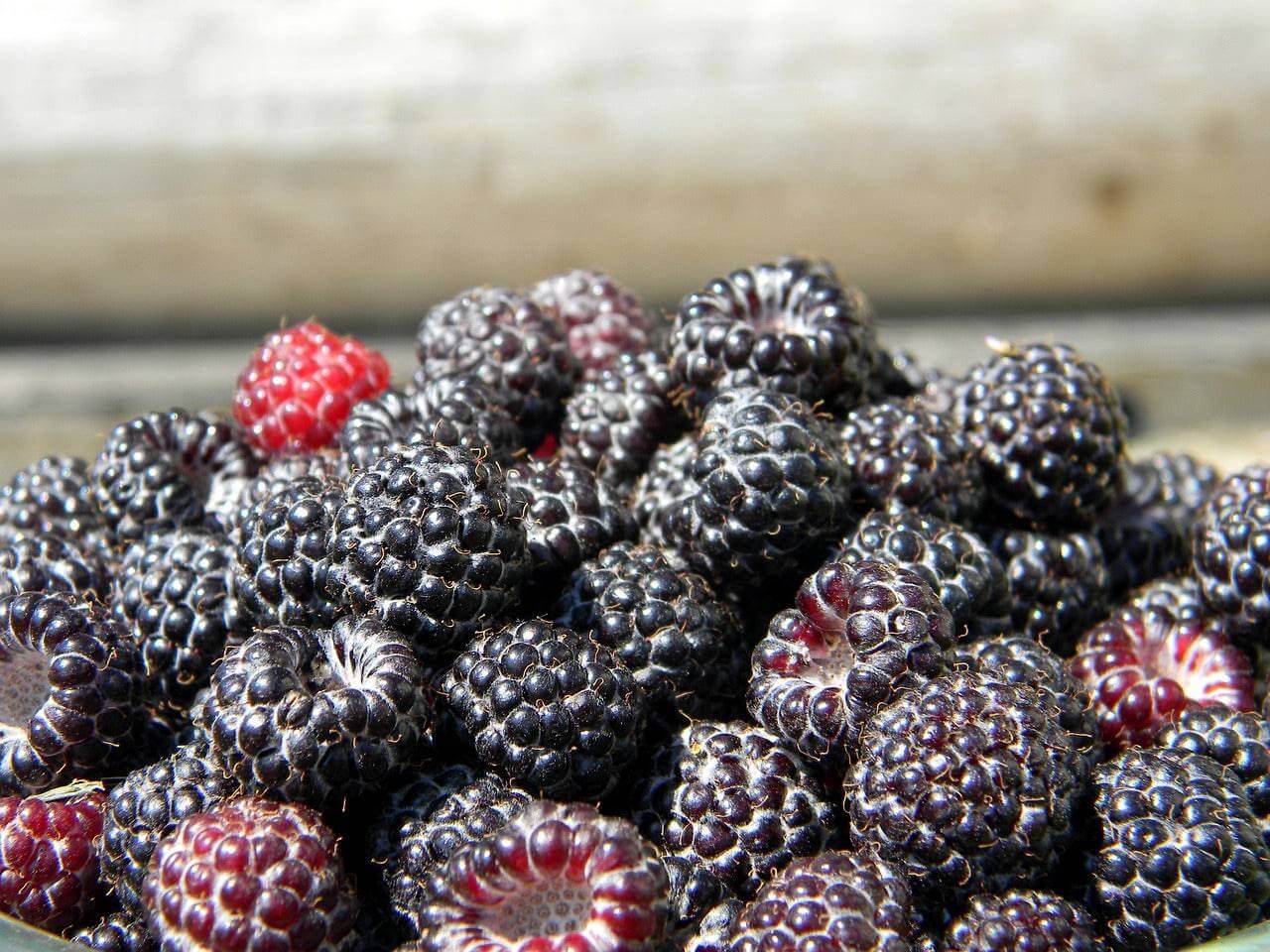 Black Raspberry Vanilla Candle - Hand-Poured in Ottawa - Eco-Friendly Soy Wax.