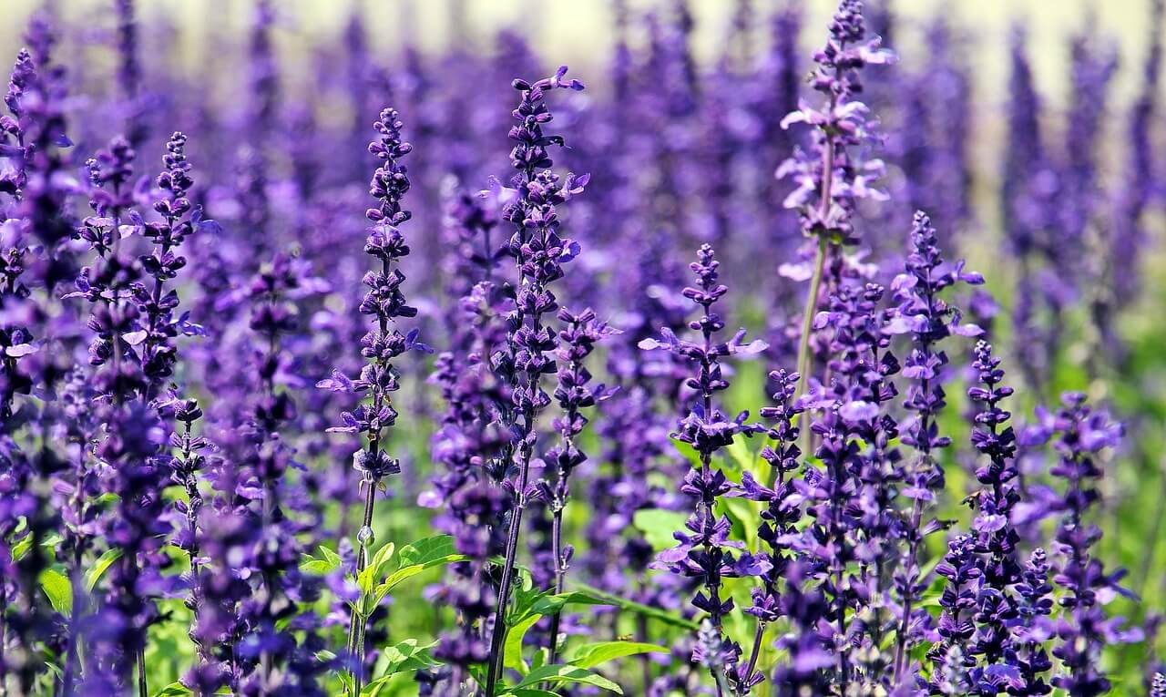Relax and unwind with our Lavender Scented Candle. Hand-poured in Ottawa with eco-friendly soy wax. Shop now!